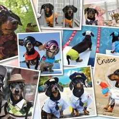 Hot Sale 💯 Willow Creek Press 1000 Pieces Crusoe's Greatest Hits 👏