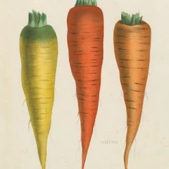 Brand new 🎁 Workman Publishing 1000 Pieces Three Carrots ⌛